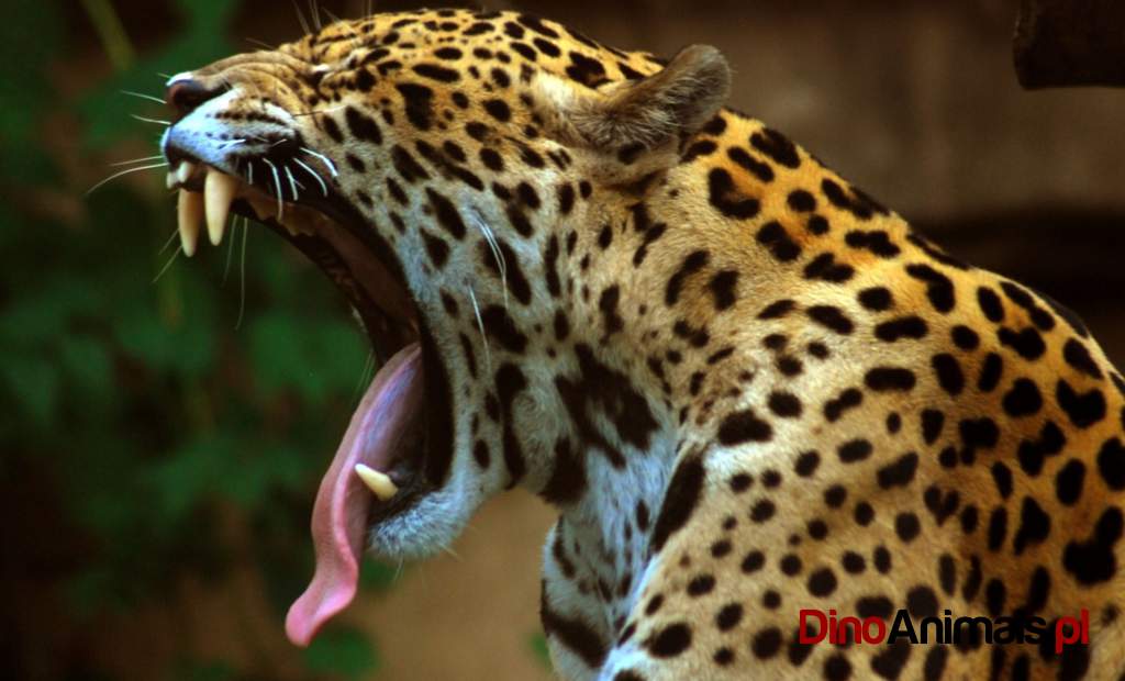 Jaguar / Panthera onca